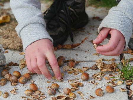 nuts in children's hands outdoorsの写真素材