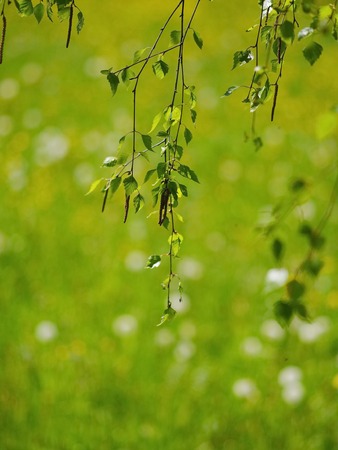 leaves of birch in forestの写真素材