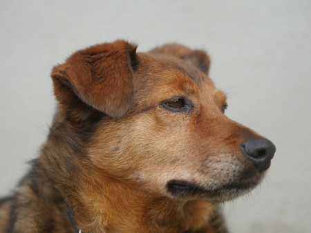 brown dog portraitの写真素材