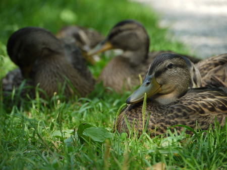 Duck ducksの写真素材