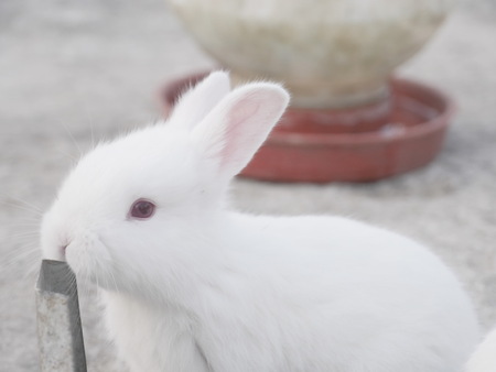 Close-up of cute bunnies eating on farmの写真素材