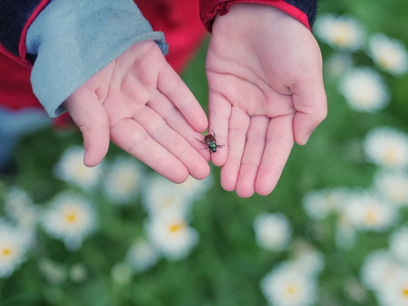 child having little beetle handの写真素材