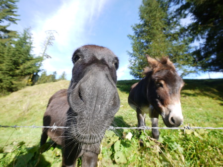 Donkeyの写真素材