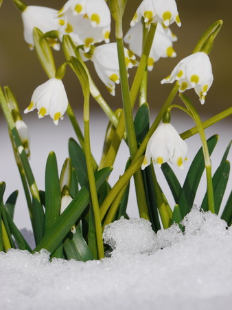snowdrops growing out snowの写真素材