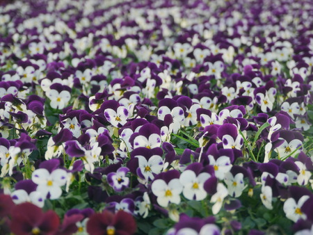 lot of yellow purple flowersの写真素材