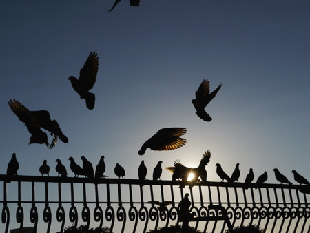 pigeons fence sun skyの写真素材