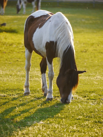 esel grÃÂ¼ne wieseの写真素材