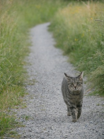 A wild cat walking on a path by the green grassの写真素材