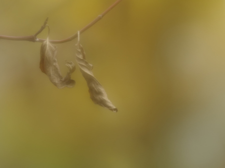 Dead dry leaves on branchの写真素材