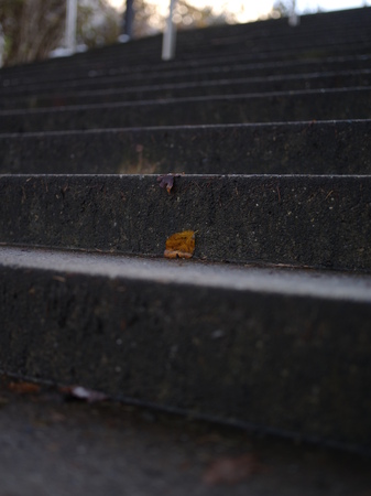 Stairs with leaves and ice