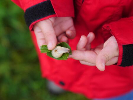 snail in child handの写真素材