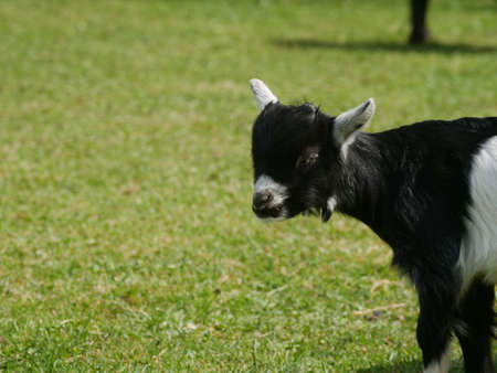 two goats in meadowの写真素材