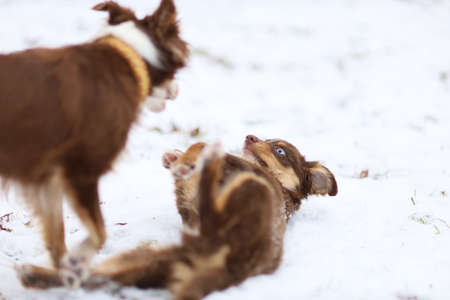 Two dogs playing together wat winter parkの写真素材