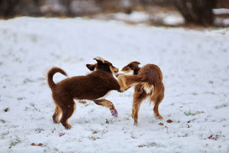 Two dogs playing together wat winter parkの写真素材