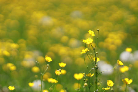 real spring meadowの写真素材