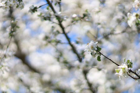 real apple blossom natural rendering