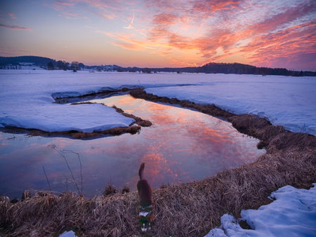 A dog is standing in a pond with a beautiful sunset in the backgroundの写真素材