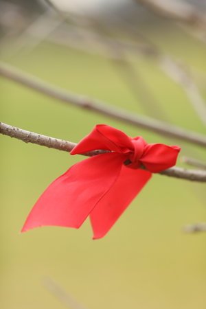 A red ribbon is tied to a tree branch