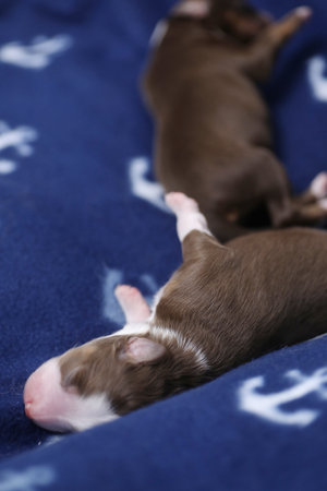 Two puppies are sleeping on a blue blanket with an anchor designの写真素材