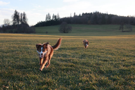 Two dogs running in a field with a beautiful blue sky in the backgroundの写真素材