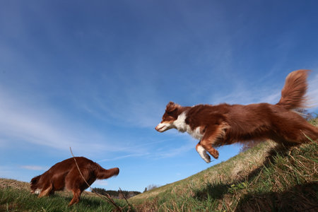 Two dogs are playing in a field, one of which is jumping over the otherの写真素材