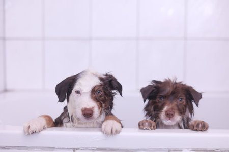 Two dogs are in a bathtub, one of which is brown and the other is whiteの写真素材