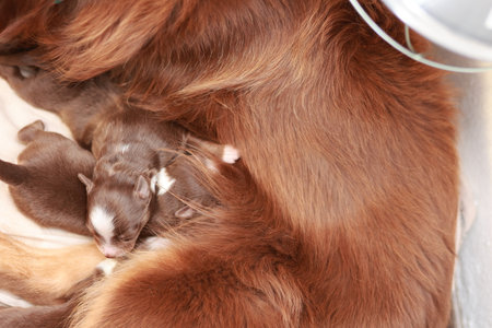 A mother dog is nursing her puppiesの写真素材
