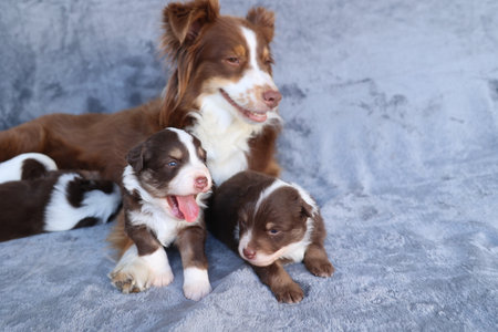 A mother dog and her three puppies are laying on a grey blanketの写真素材