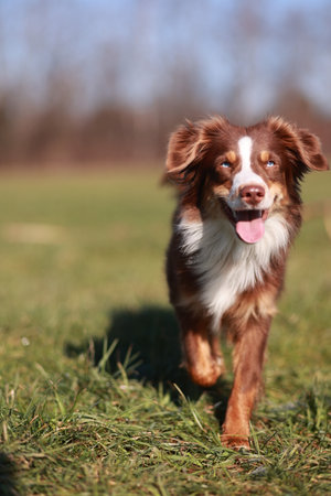 Miniature Australian Shepherd dog in red-tri color is running in a fieldの写真素材