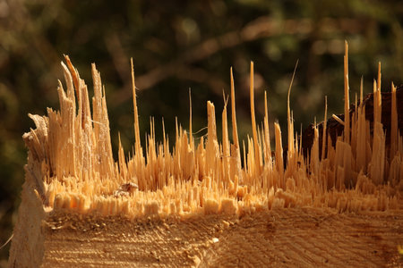A log with many long, thin, brown splinters