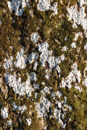 A tree trunk covered in moss and lichenの写真素材