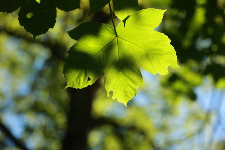 Leaf is shown in the sunlight, with a small hole in it
