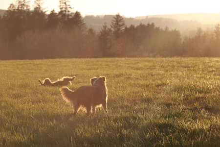 A dog is standing in a field of grassの写真素材