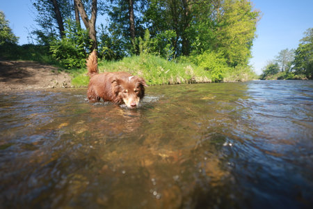 Brown dog is swimming in a riverの写真素材