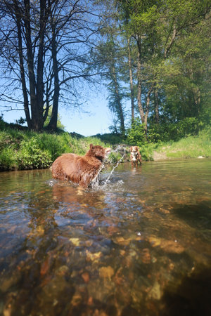 Two dogs are playing in a river, one of which is splashing water on the otherの写真素材