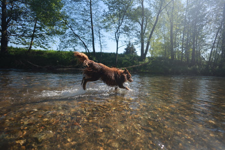Dog is running in a river with water splashing around itの写真素材