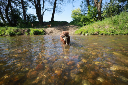 Dog is swimming in a riverの写真素材
