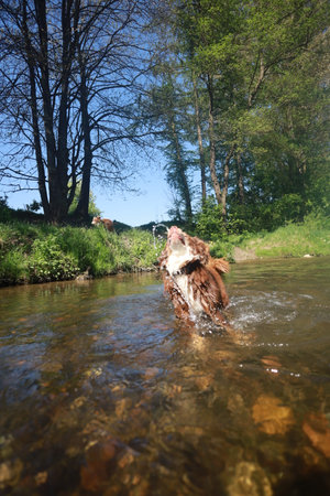 Dog is playing in a river, splashing water and having fun