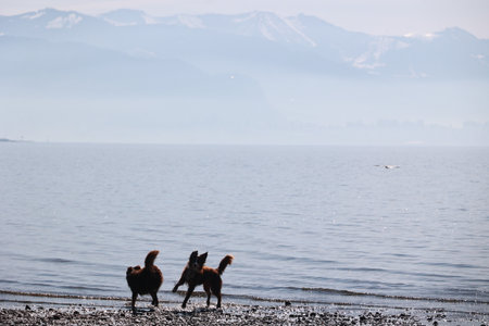 Three dogs are playing in the water near the shoreの写真素材