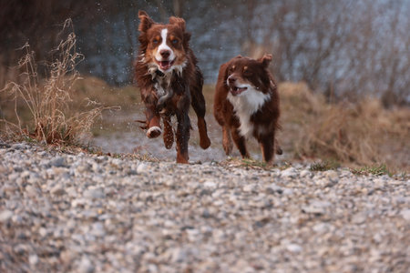Two dogs running on a rocky pathの写真素材