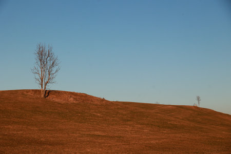 Tree is standing alone in a field of brown grassの写真素材