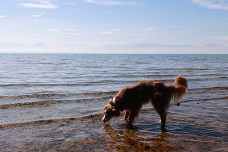 A dog is standing in the water, looking at the cameraの写真素材