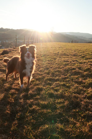 Brown and white dog is standing in a field with the sun shining on itの写真素材