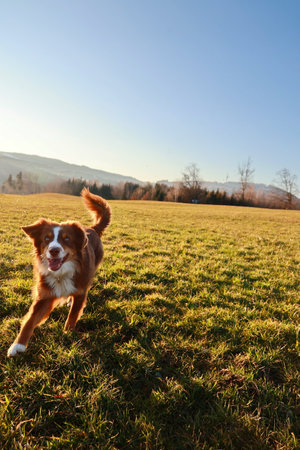 Brown and white dog is running in a fieldの写真素材