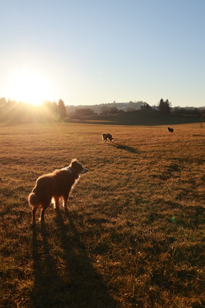 Dog is standing in a field with a sun shining on itの写真素材