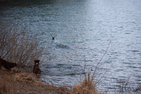 Dog is in the water next to a body of waterの写真素材