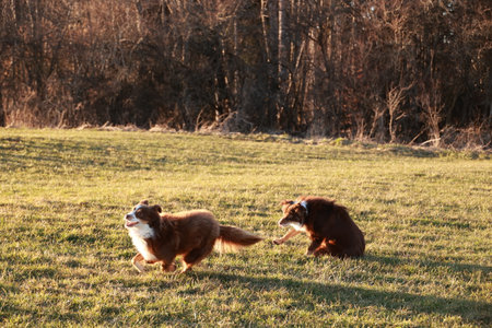 Two dogs are running in a field, one of them is brown and the other is white