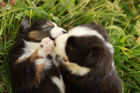 Two puppies playing in the grass
