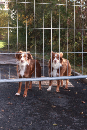 Two dogs standing in front of a fence