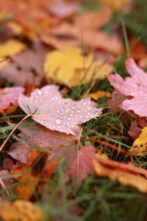 A leaf with dew drops on it is on the groundの写真素材
